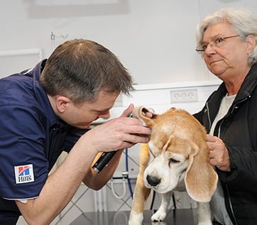 Lab plakat telex Sundhedsundersøgelse af hunde på Vejle Dyrehospital