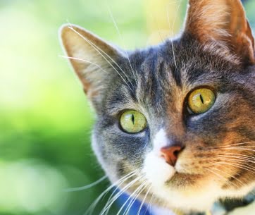 pas Opdage Prøv det Neutralisering af kat: kastrationsbehandling hos Vejle Dyrehospital
