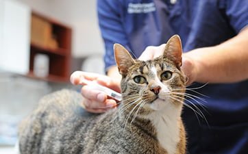 krøllet Ingen Lam Vaccination af kat på Vejle Dyrehospital